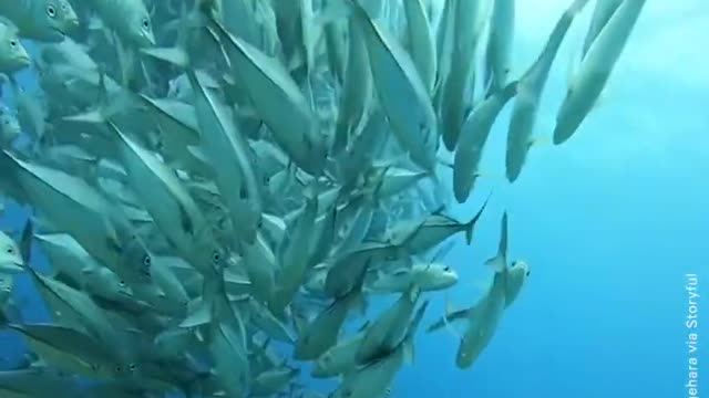 Scuba Diver Films 'Fishnado' Off Japan #Shorts