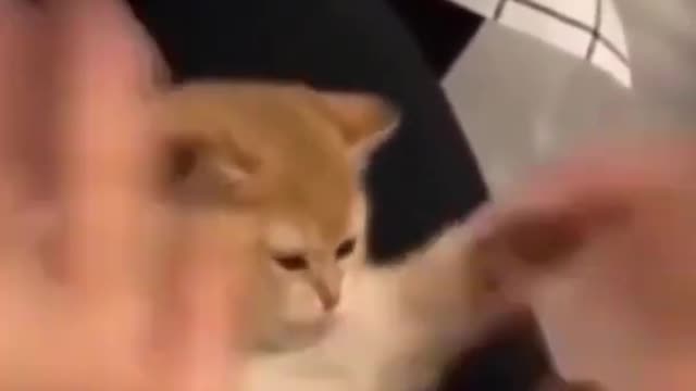 Celo Pet - Animais Engraçados/Funny Animals Channe
