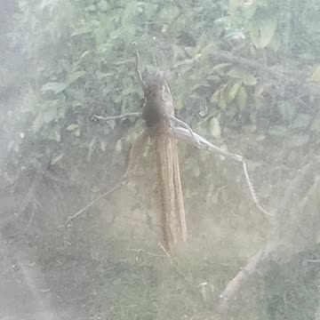 So I Had This Visitor Today At An Interesting Moment.