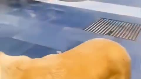 Funny Dogs And Cats Videos 2024
