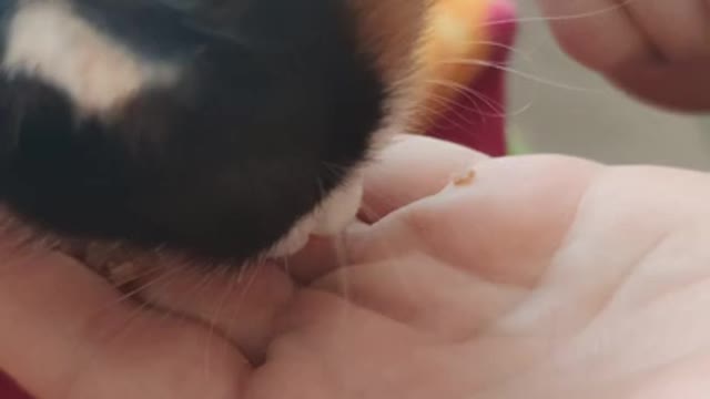 Teaching a little kitten to solid foods