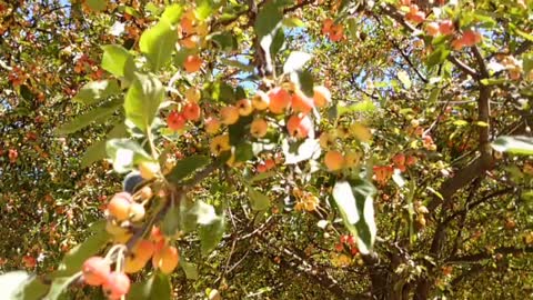 Crab apple trees in Schubert Park of Vienna