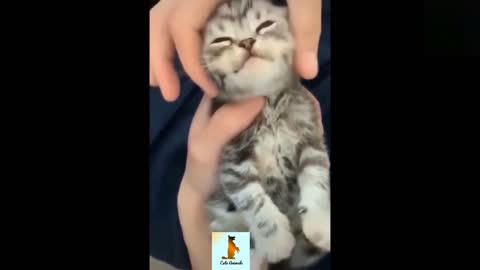 CUTE FUNNY ANIMAL COMPILATION