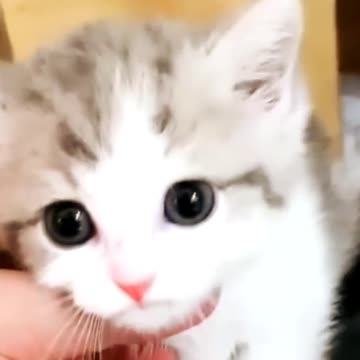 Baby Munchkin Kitten.