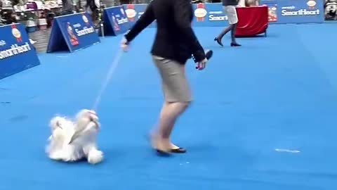 best quality dogs revolving in a loop