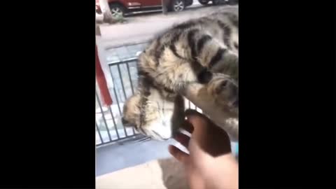 Cat funny video