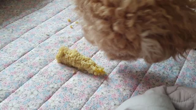 Cute puppy Corn eating show