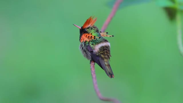 bird of paradise