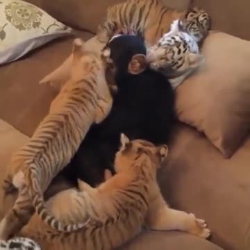 Joven chimpancé juega con cachorros de león