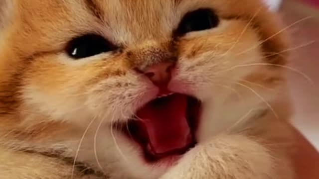 What is it? l don't understand😳😳#pets #cats #kitten #puppy #cute