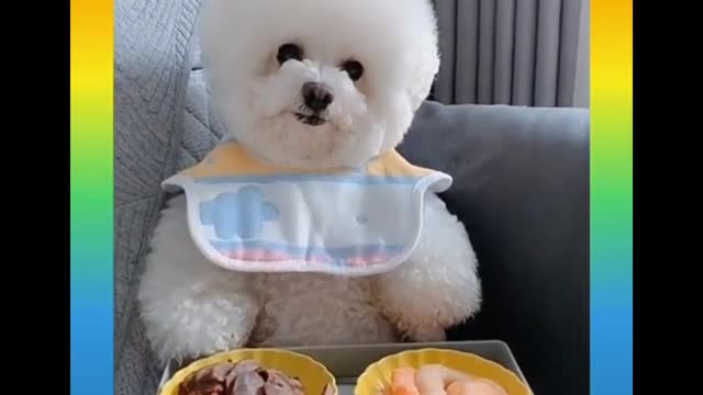 Cute and Funny Dogs Videos 2021