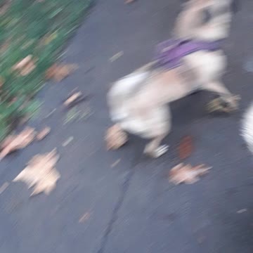 Abby and Caspian a year later