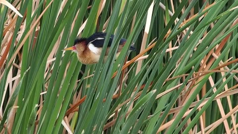 Least Bittern