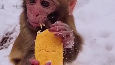 Cute Little monkey eating a piece of Bread