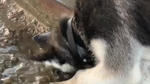 Husky Has a Messy Blast in Mud Puddle