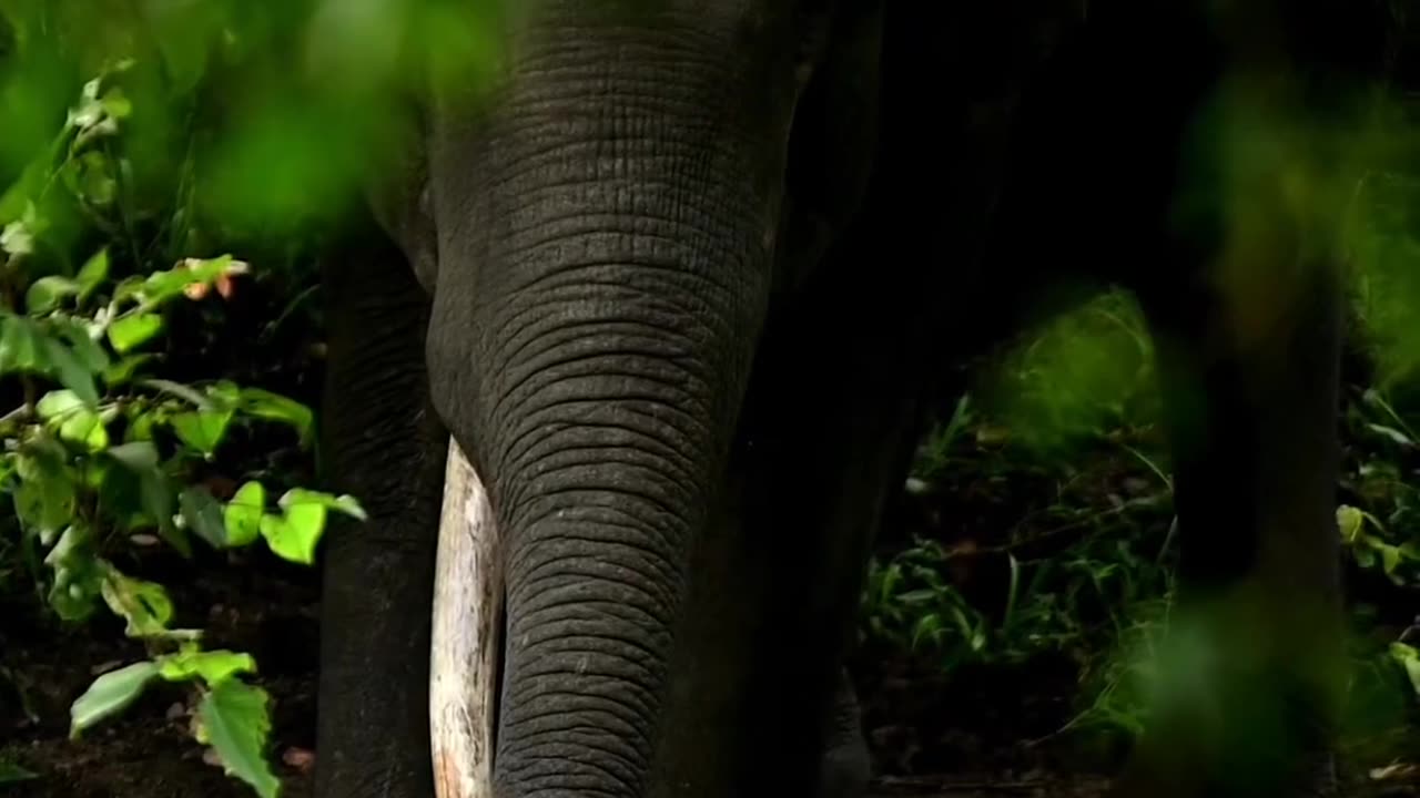 Wildlife & Funs