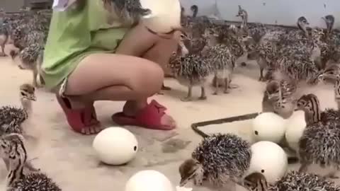 These animals are full of enthusiasm, keep you entertained