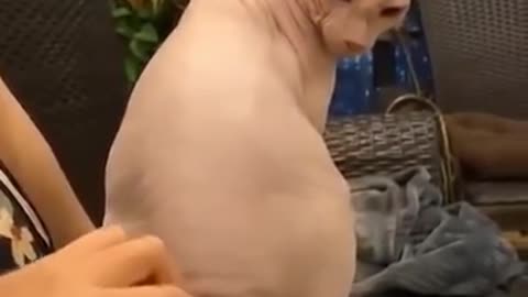 What will happen if you scratch the back of a sphinx Cat