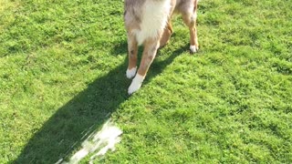 Happy pup tries to catch the water splashes