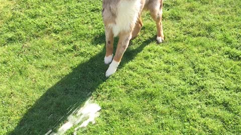 Happy pup tries to catch the water splashes