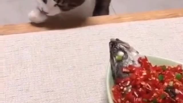 Startled pup barks at giant rock snail