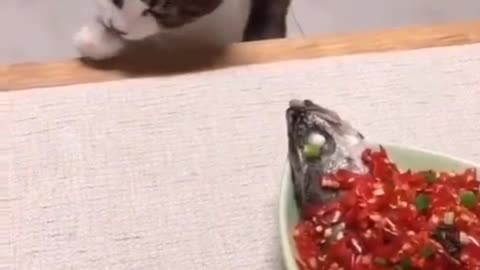 Startled pup barks at giant rock snail