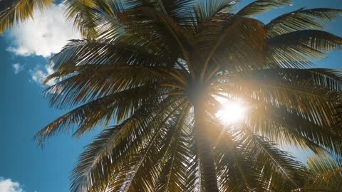 Palm tree on a sunny day