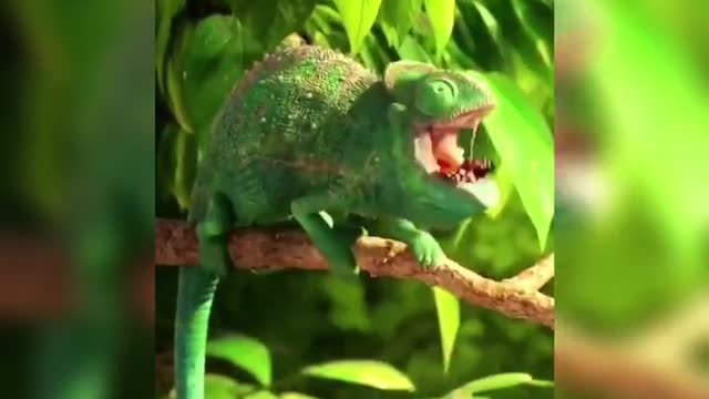 So what did the chameleon eat in the end? Is it an airplane?