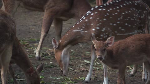 Animals 4K