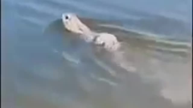 The rabbit is swimming