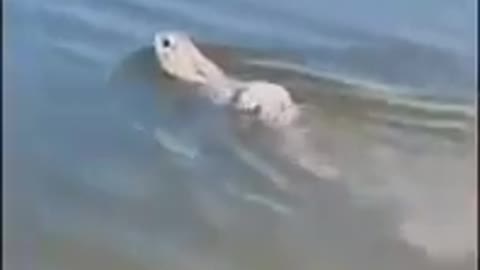 The rabbit is swimming