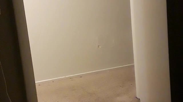 Dog hyped up