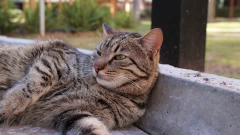 See how the cat hears cat video cat to sleep ..