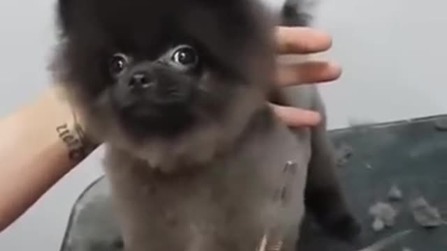 Dog is dancing while is getting a haircut