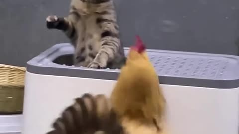 Funny Cats Battling Their Toys!