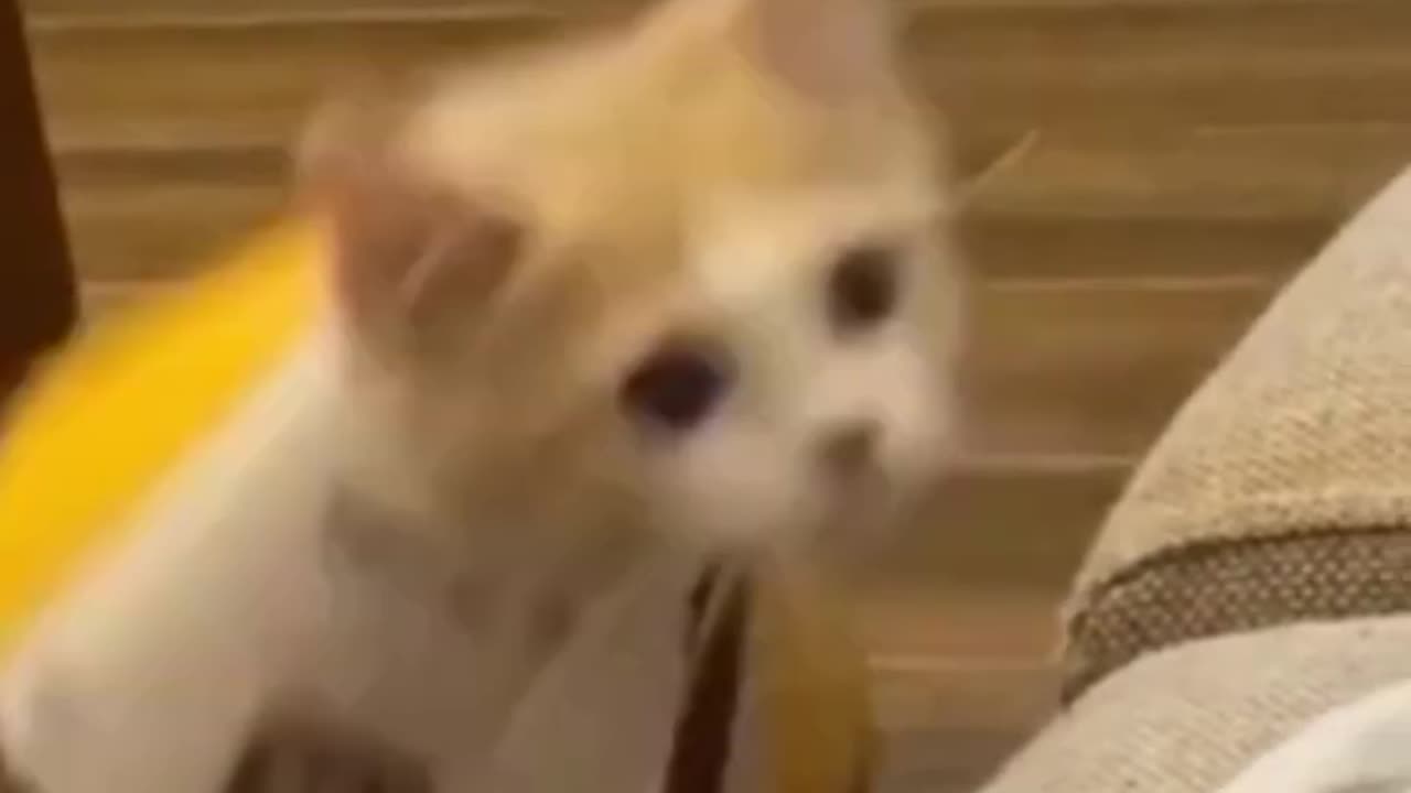 Funny animals - Funny cats / dogs