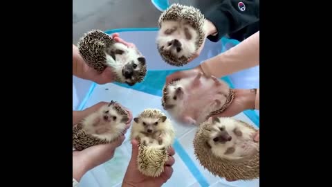 Best Funny Animals Video 2022 - Newest Cats😹 and Dogs🐶 Videos of the Week! #84
