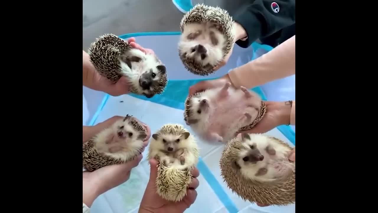Best Funny Animals Video 2022 - Newest Cats😹 and Dogs🐶 Videos of the Week! #84