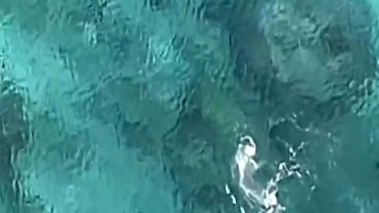 Survival Fishing