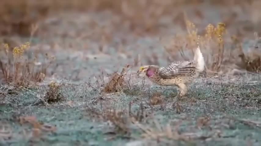 Bird Dance To Music