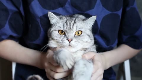 adorable cat moments! vol3