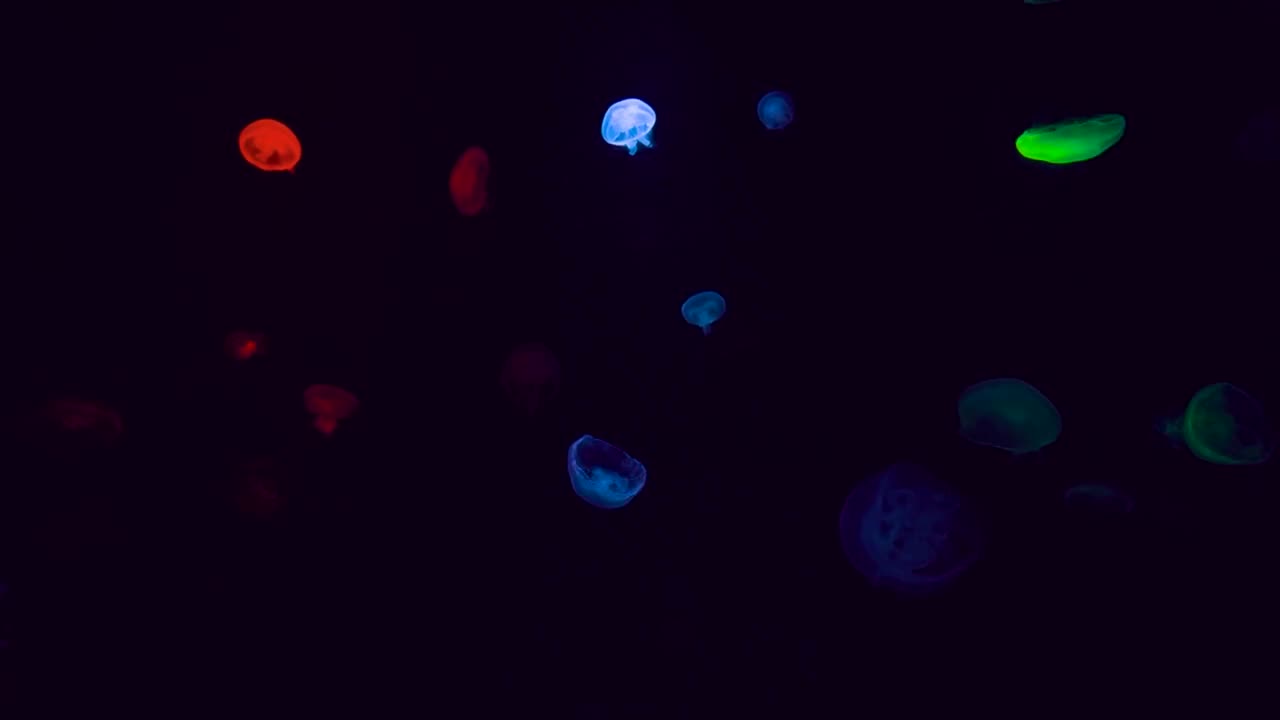 Jellyfish Sleep