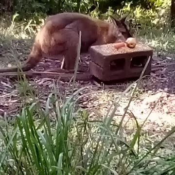 One More Goodbye, Goggles and Mini Astrid