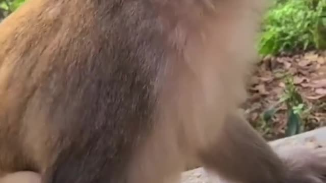 Funny monkey laughing - comedy videos.