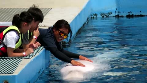 Beluga whale kisses the kids_ Beluga whale and kids