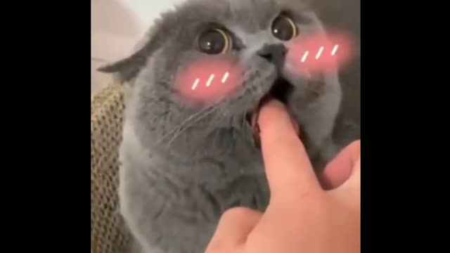 Very Angry Cat 😾😡