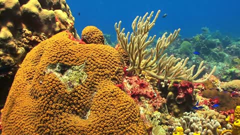 Fish swimming on the seabed.