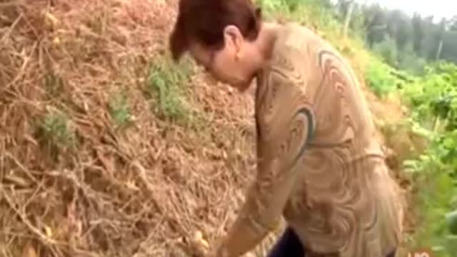 FUEGOS INCENDIOS PROVOCADOS MAXIMA DIFUSION no fue el calentaMIENTO