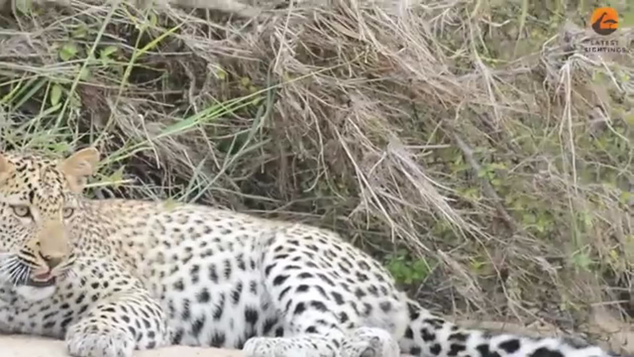 Innocent Baby Bird Walks up to Leopard - Crazy Ending