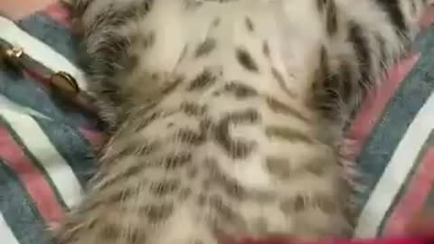 Cute cats videos around the world#13